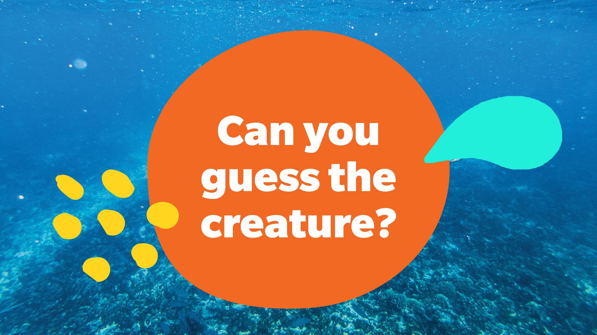 Can-you-guess-the-creature