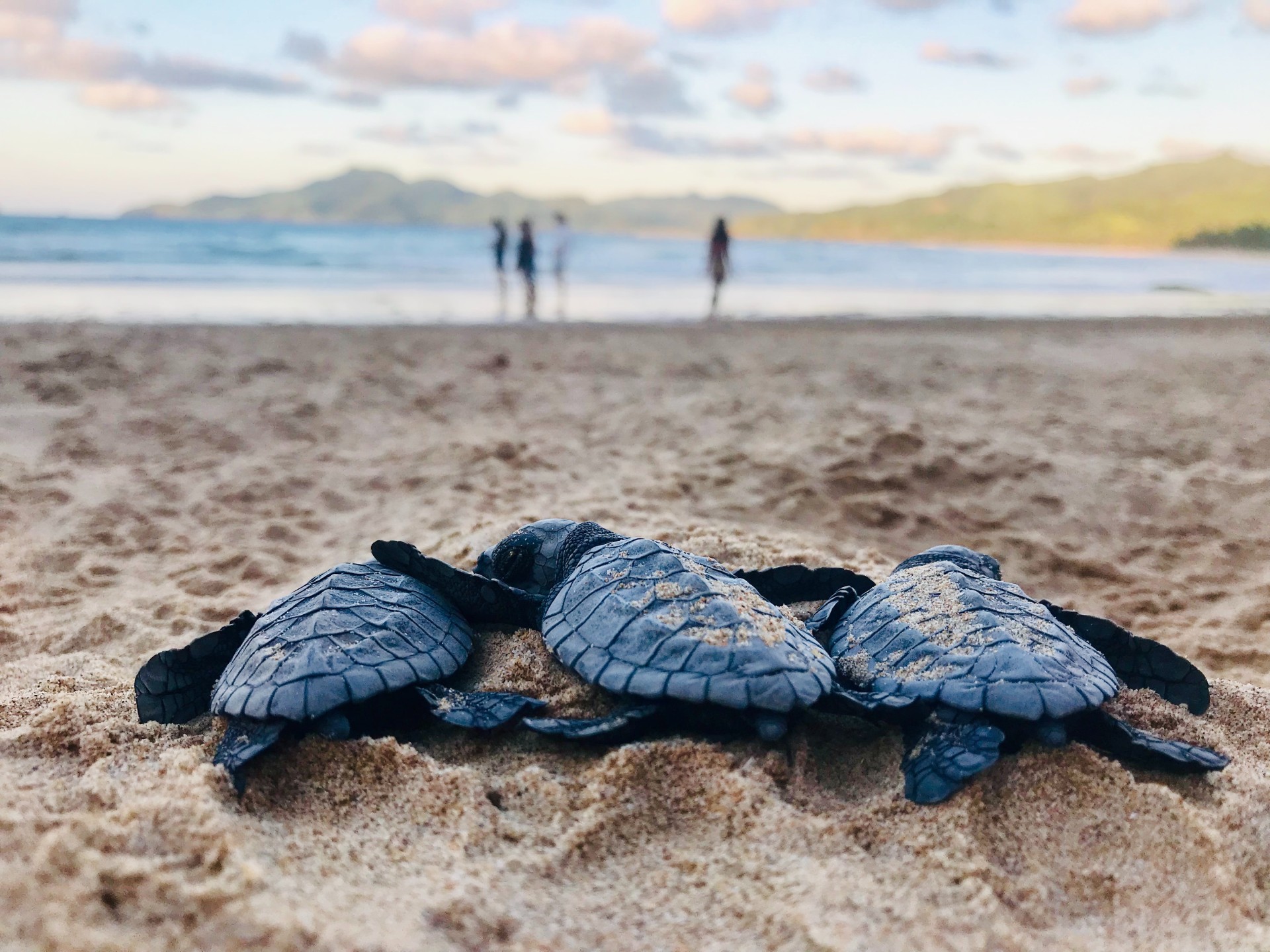 Baby turtles on a beach