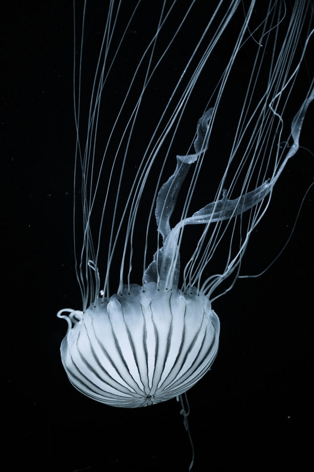 jellyfish 10