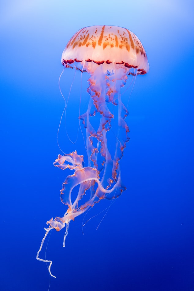 jellyfish 5