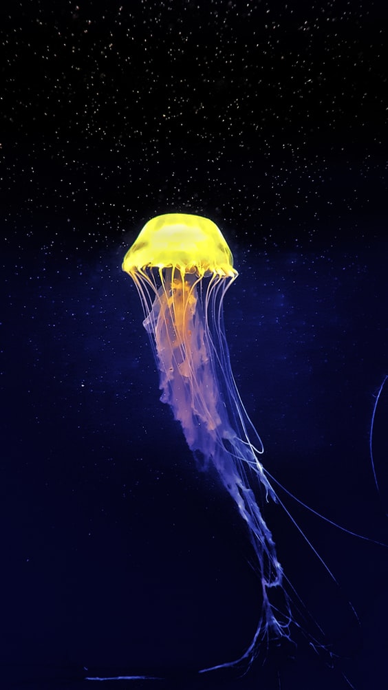 jellyfish 6
