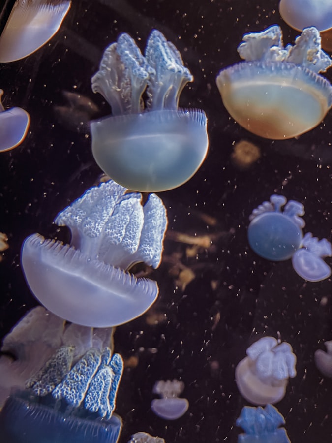 jellyfish 8