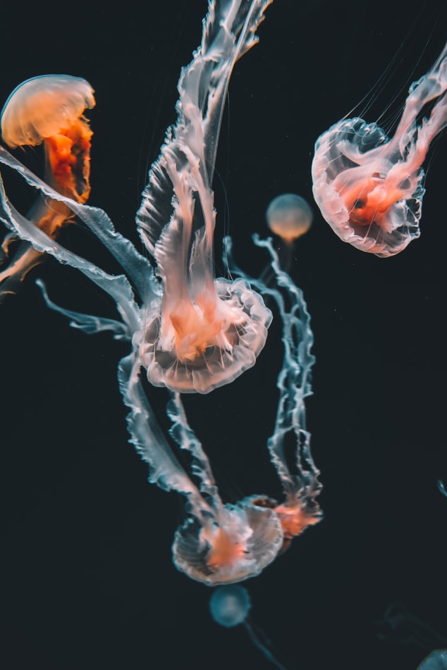 jellyfish 9