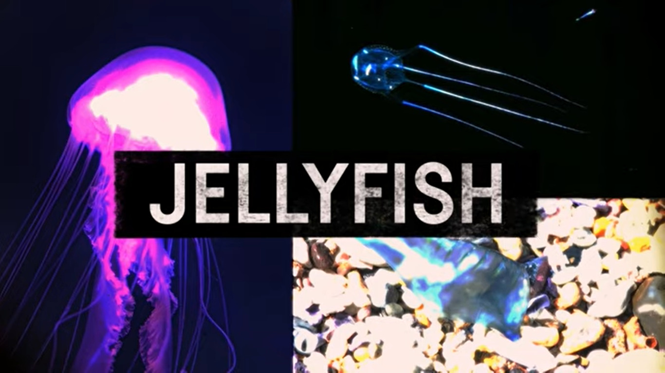 jellyfish BTN