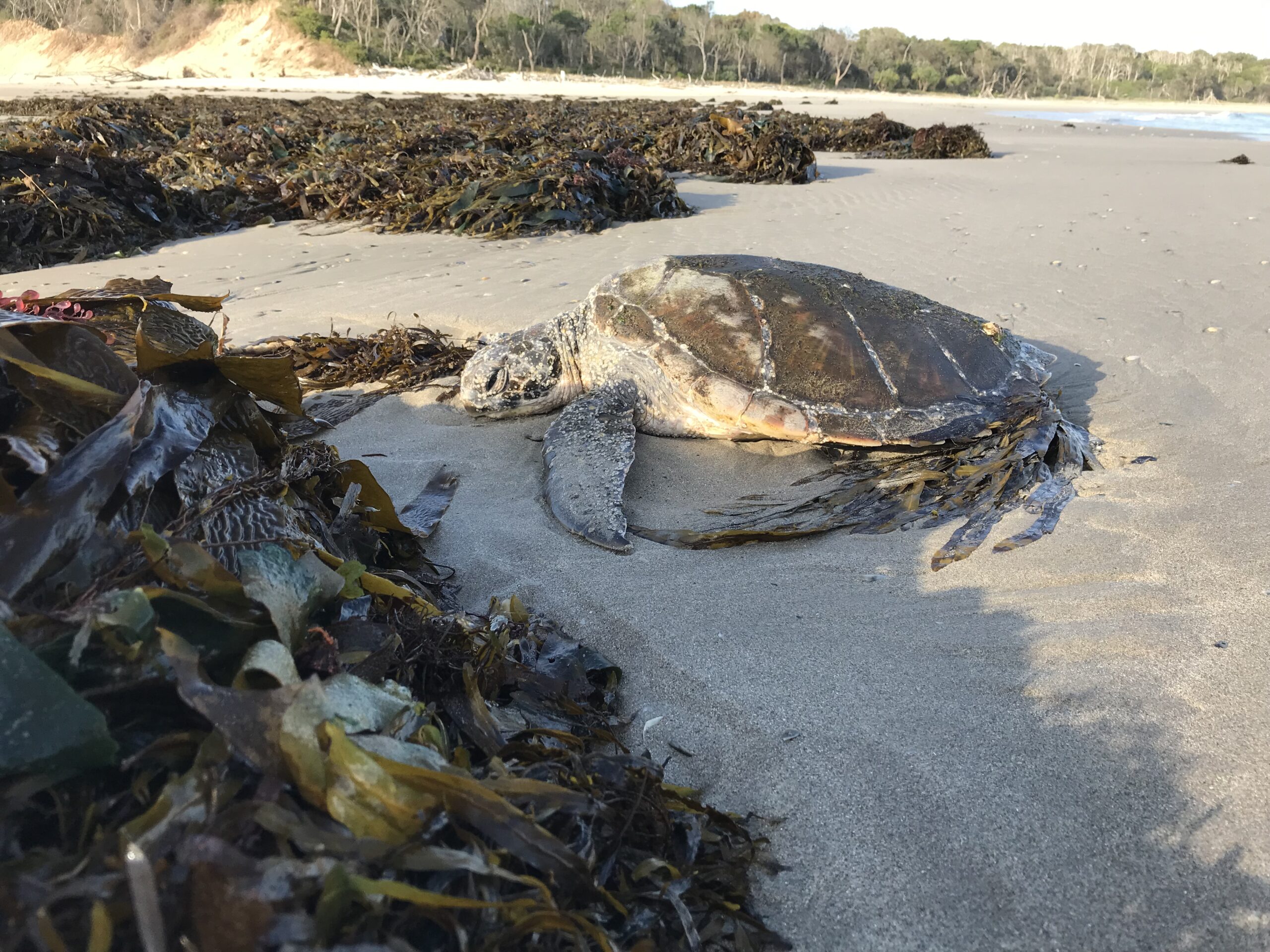 Sea Turtle-1